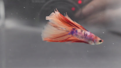 Rare Fullmoon Multicolors Betta Fish (Male)