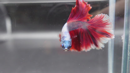 Halfmoon Red Dragon Betta Fish (Male)