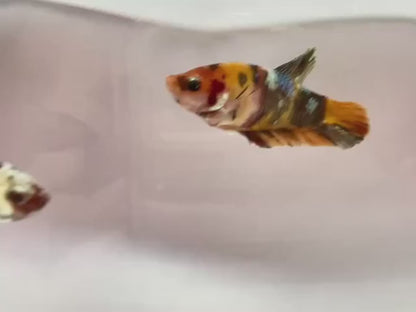 Rare Pair Copper Multicolors Betta Fish (Male & Female)