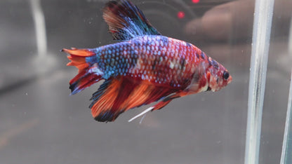 Rare Giant Multicolors Betta Fish (Male)