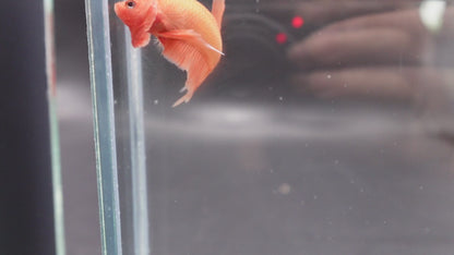 Marmalade Orange Betta Fish (Male)