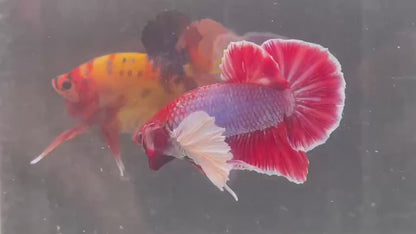 Rare Dumbo Ruby Red Betta Fish (Male)