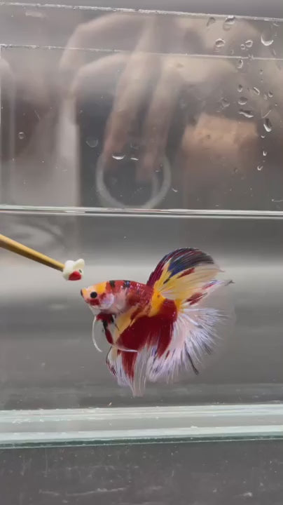 Competition Giant Halfmoon Koi Betta Fish (MALE)