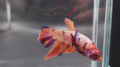 Rare Giant Multicolors Betta Fish (Male)