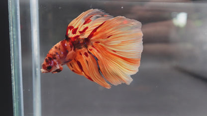 Rare Halfmoon Multicolors Betta Fish (Male)