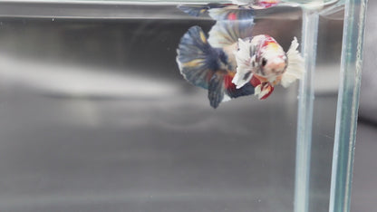 Rare Dumbo Koi Multicolors Betta Fish (Male)