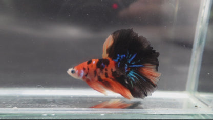 Rare Halfmoon Multicolors Betta Fish (Male)