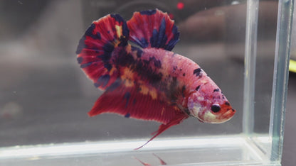 Rare Giant Multicolors Betta Fish (Male)
