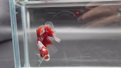 Rare Giant Halfmoon Super Red Betta Fish (Male)