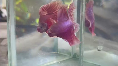 Halfmoon Magenta Betta fish (Male)