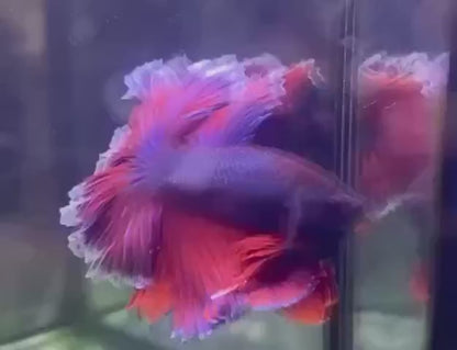 Halfmoon Purple Betta Fish (Male)