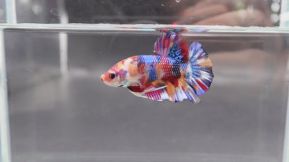 Competition grade - Candy Multicolors Betta Fish (MALE)