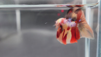 Rare Halfmoon Multicolors Betta Fish (Male) (Copy)