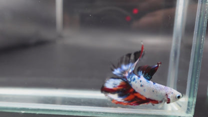 Rare Halfmoon Multicolors Betta Fish (Male)