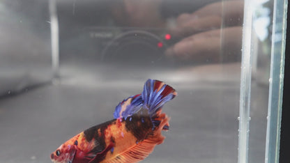 Rare Giant Multicolors Betta Fish (Male)