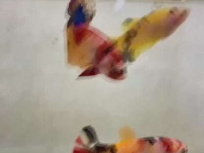Rare Pair Koi Multicolors Betta Fish (Male & Female)