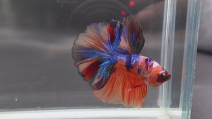 Rare Halfmoon Multicolors Betta Fish (Male)