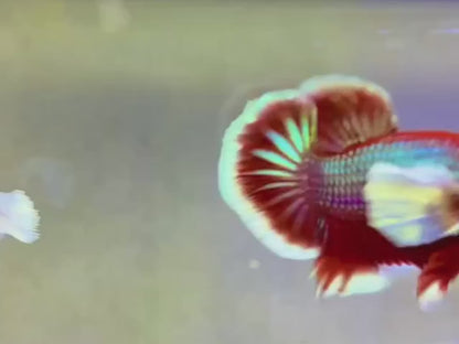 Dumbo Lavender Butterfly Betta Fish (Male)