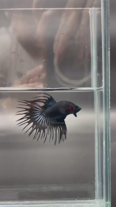 1ST Division I JR. Long Fin Competition - Crowntail Black Venom Betta Fish (MALE)