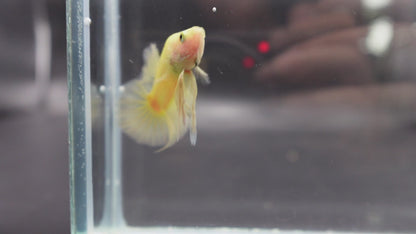 Vivid Yellow Betta Fish (Male)