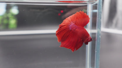 Halfmoon Red Betta Fish (Male)