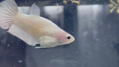 Rare Dumbo White Betta Fish (Female)