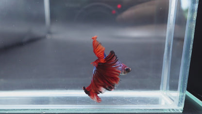 Rare Halfmoon Multicolors Betta Fish (Male)