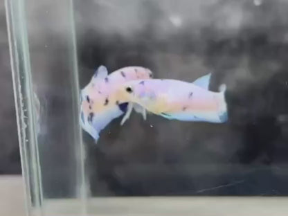 Rare Pair Blue Marble Dot Betta Fish (Male & Female)