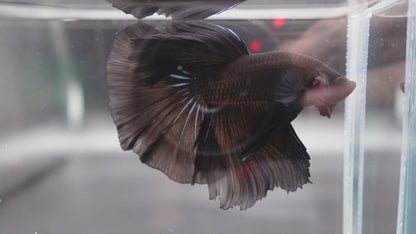 Competition grade - Super Black Halfmoon Betta Fish (MALE)