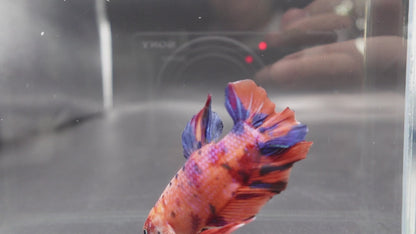 Rare Giant Multicolors Betta Fish (Male)
