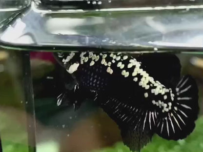 Pair Black Samurai Betta Fish (Male & Female)