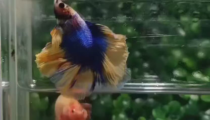 Halfmoon Mustard Betta Fish (Male)