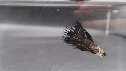 Competition grade - Crowntail Cow Pattern Betta Fish (MALE)