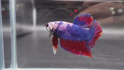 Rare Giant Multicolors Betta Fish (Male)