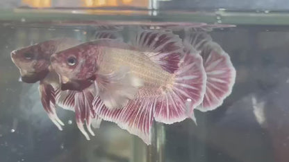Dumbo Mulberry Betta Fish (Male)