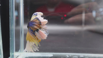 Halfmoon Mustard Butterfly Betta Fish (Male)