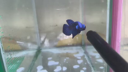 Blue Alien Wild Betta Fish (Male)