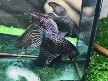 Veiltail Black Dragon Betta Fish (Male)