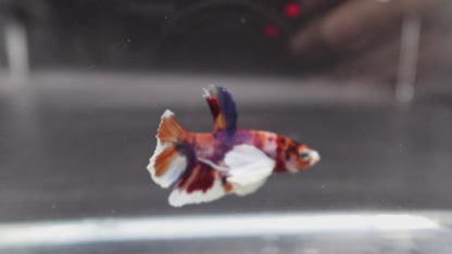 Competition grade - Dumbo Multicolors Betta Fish (MALE)