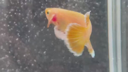 Rare Dumbo Gold Betta Fish (Female)