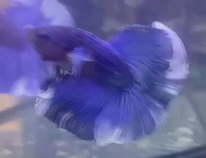 Halfmoon Blue Betta Fish (Male)