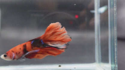 Rare Halfmoon Multicolors Betta Fish (Male)