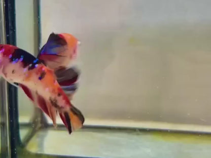 Rare Pair Koi Multicolors Betta Fish (Male & Female)