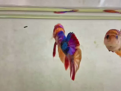 Rare Pair Koi Multicolors Betta Fish (Male & Female)