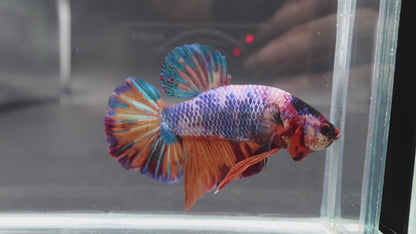 Rare Giant Multicolors Betta Fish (Male)