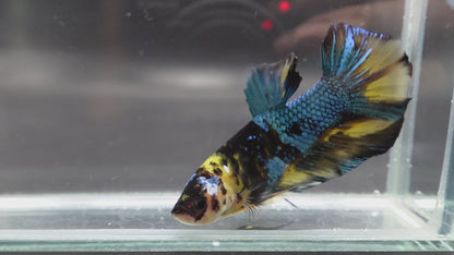 Rare Giant Yellow Tiger Betta Fish (Male)