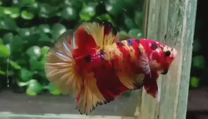 Galaxy Koi Nemo Betta Fish (Male)