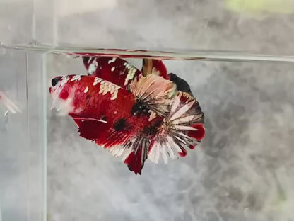 Rare Pair Red Copper Betta Fish (Male & Female)