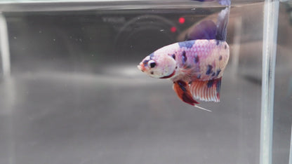 Rare Giant Multicolors Betta Fish (Male)