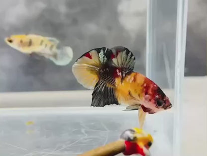 Rare Pair Nemo Copper Betta Fish (Male & Female)